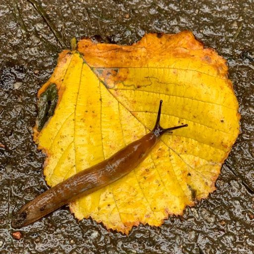 Dangers of Slug and Snails